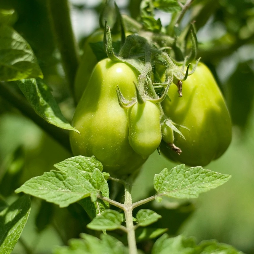 tomato seeds2