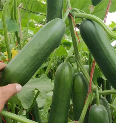 Salatalık tohumları için en uygun toprak pH seviyesi nedir?