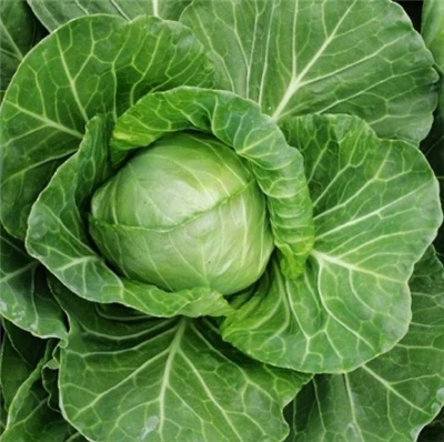 Lahana tohumlarının çimlenmesi için güneş ışığına ihtiyaç duyulur mu?